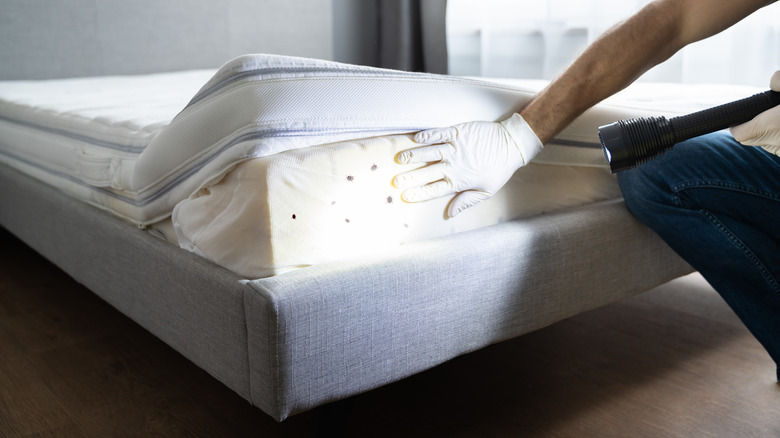 person shining flashlight on bed bugs