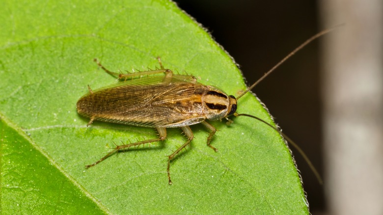 cockroach on a leaf 