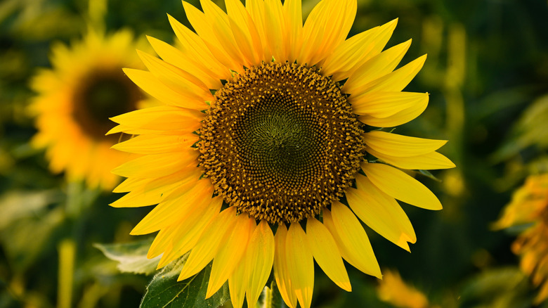 Round sunflower head with petals