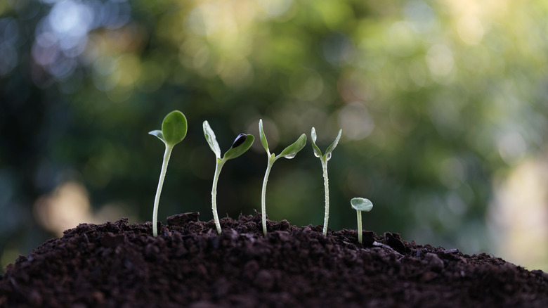 Close up of sunflower seedlings in soil