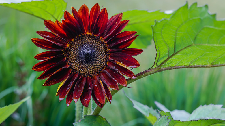 Pollenless, deep red, chianti sunflower