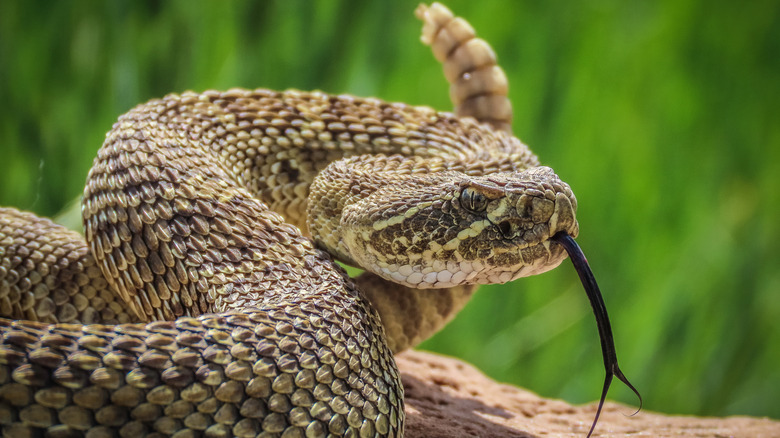 A rattlesnake in the yard of someone's house