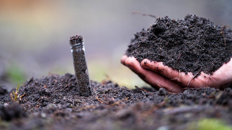 Testing soil to determine nutrient needs