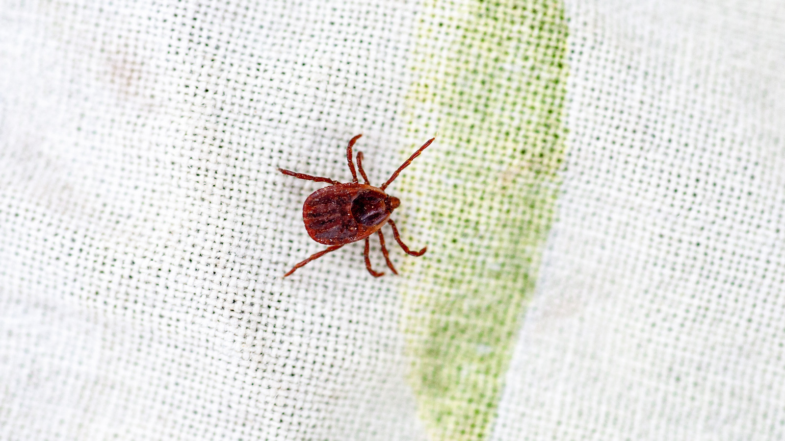 The Popular Flower That Helps Keep Pesky Chiggers Out Of Your Yard