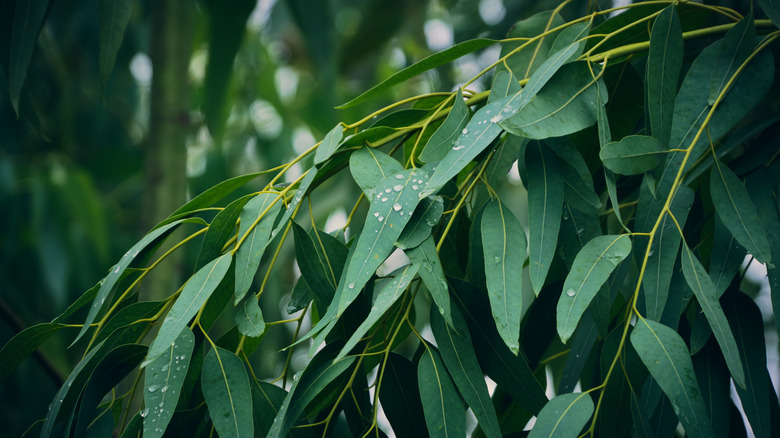 Eucalyptus plant
