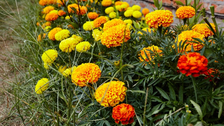 Marigolds flowers