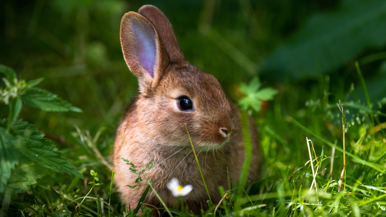 rabbit sitting in grass