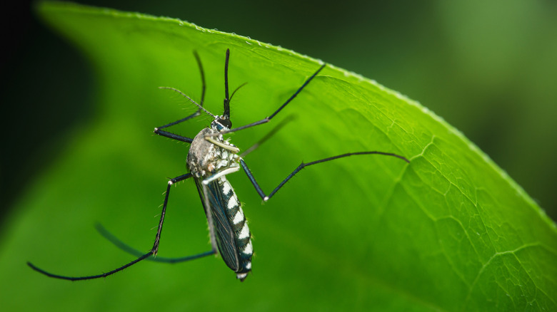 A close up of a mosquito on a leaf
