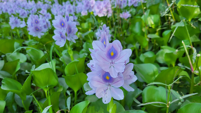 A closeup of a mass of flowering water hyacinths