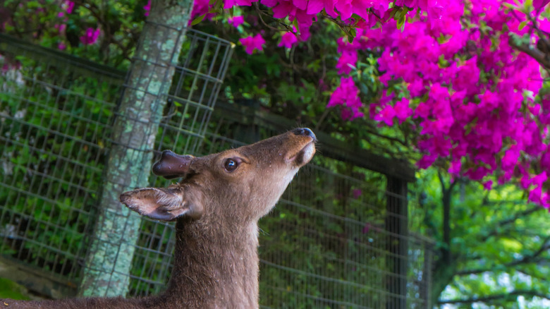 A deer looking above at a bright pink azalea bush
