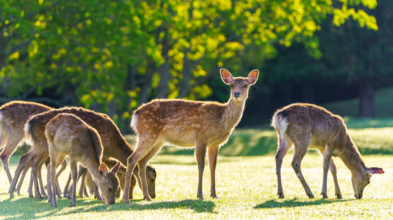 Group of deer graze on grass
