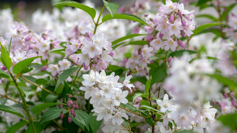 Deutzia gracilis or slender deutzia