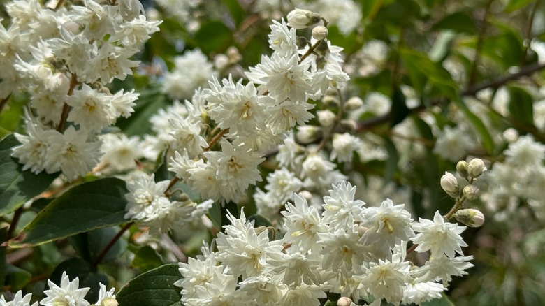Deutzia scabra flowers