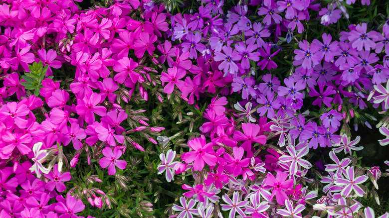 pink creeping phlox