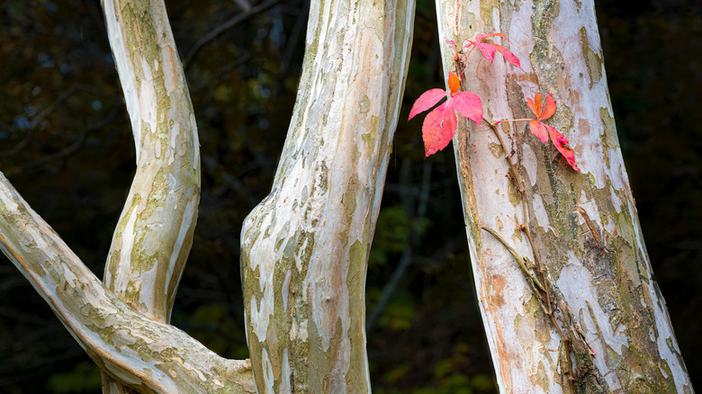 Closeup of the beautiful peeling trunk of a crepe myrtle