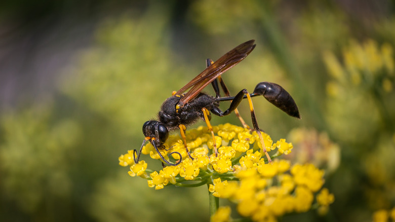 Wasp on flower