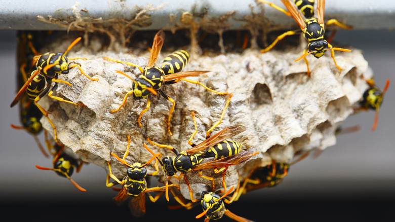 Small wasp nest