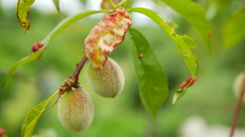 Sick leaves on a peach tree