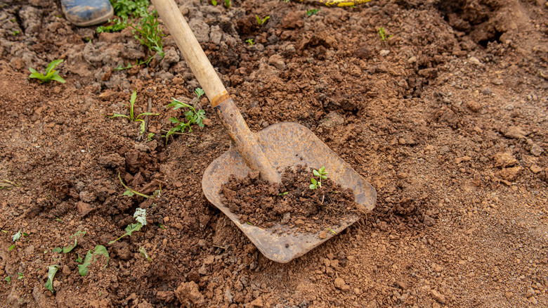 Man digging up clay soil in garden