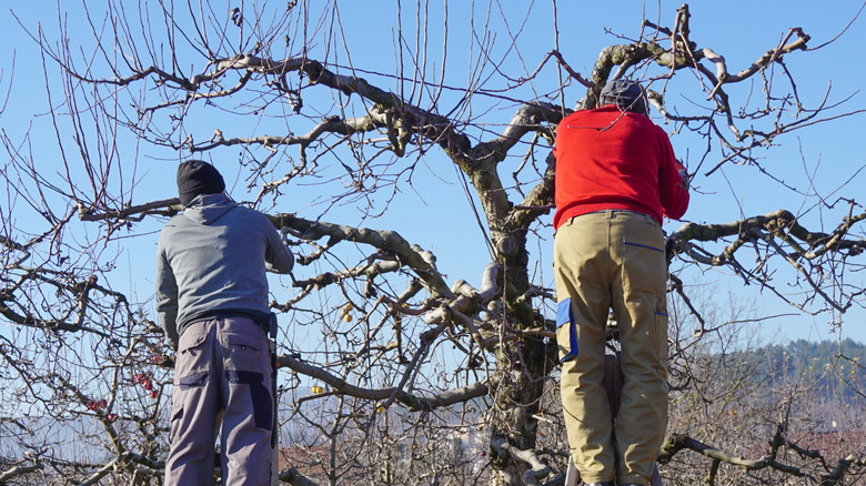Two men pruning an apple tree in winter.