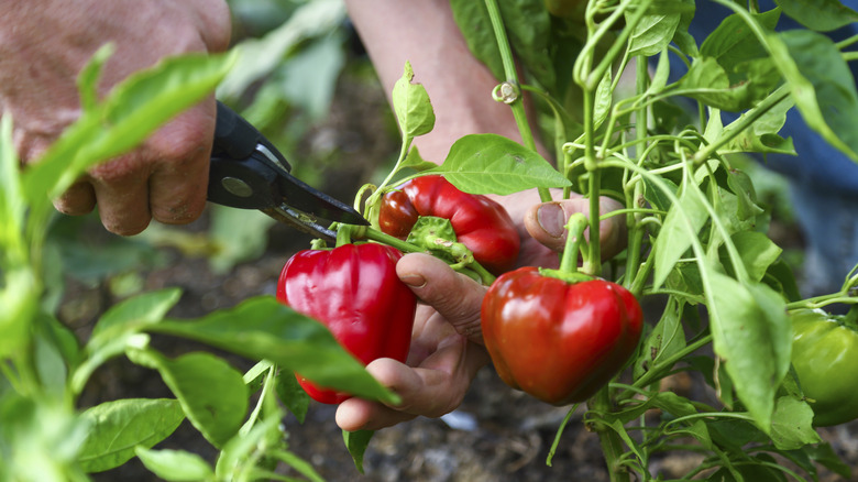 person harvesting peppers with pruners