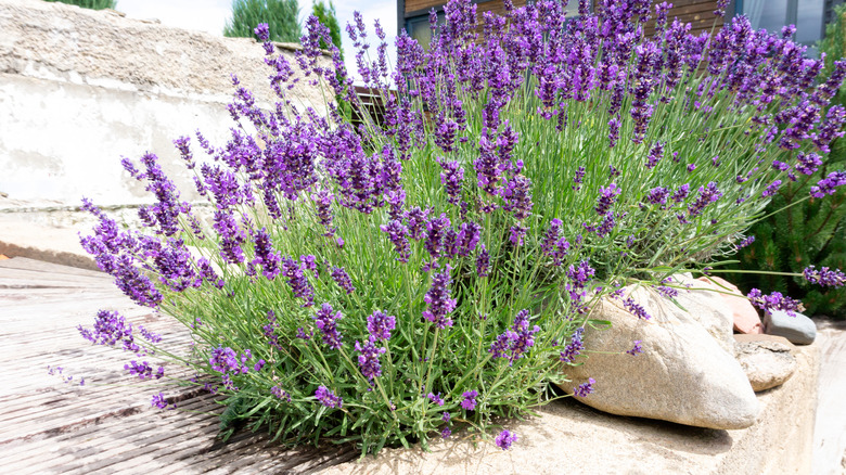Piante di lavanda fuori casa