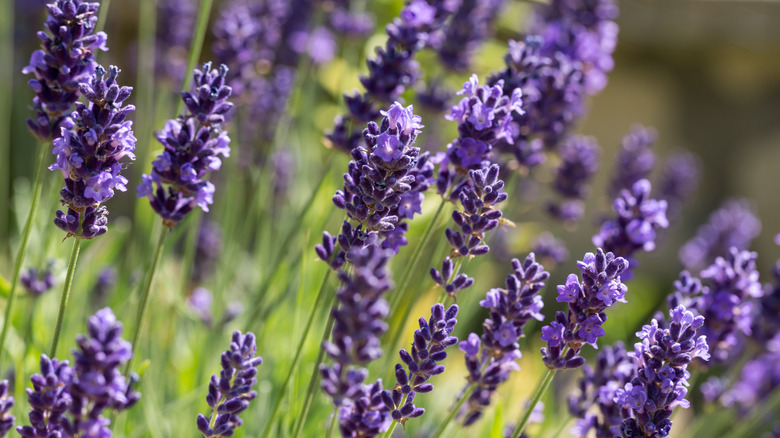 purple lavender flowers