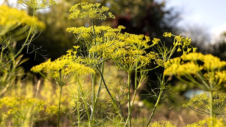 Flowering dill against a backdrop of trees