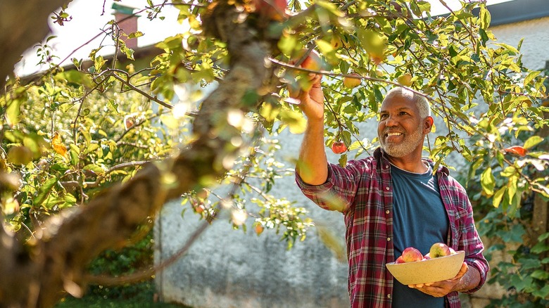 A person smiles while picking fruit from backyard trees
