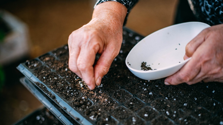 The Popular Garden Herb You Shouldn't Grow From Seed