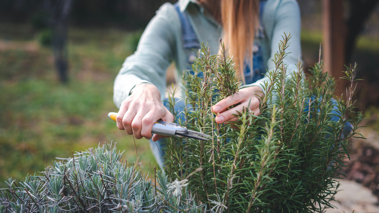a woman cutting rosemary branches with pruning shears
