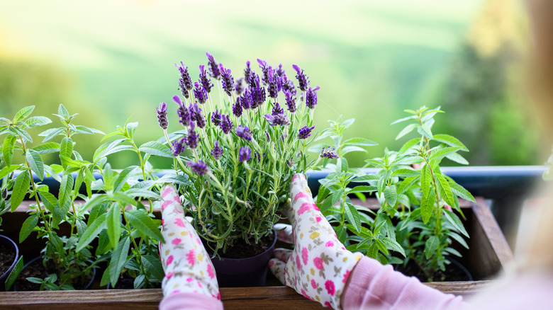 Woman planting lavender