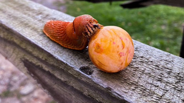 Slug eating through orange peel