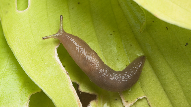 A slug eating through a light green leaf