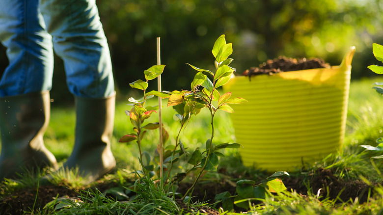 Person planting young blueberry bushes.