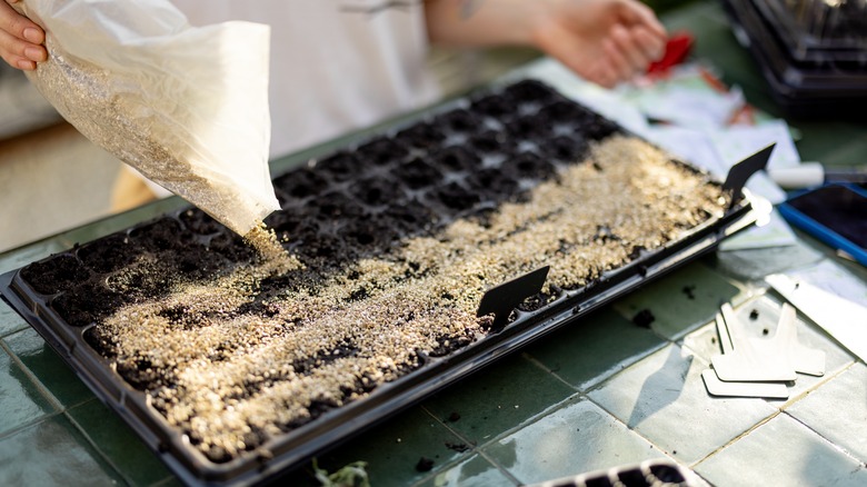 A person's hand pouring vermiculite into a seed tray