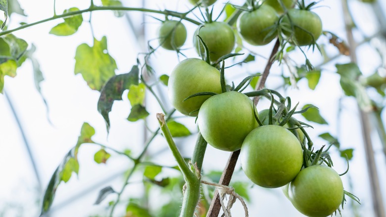 Tomato plant