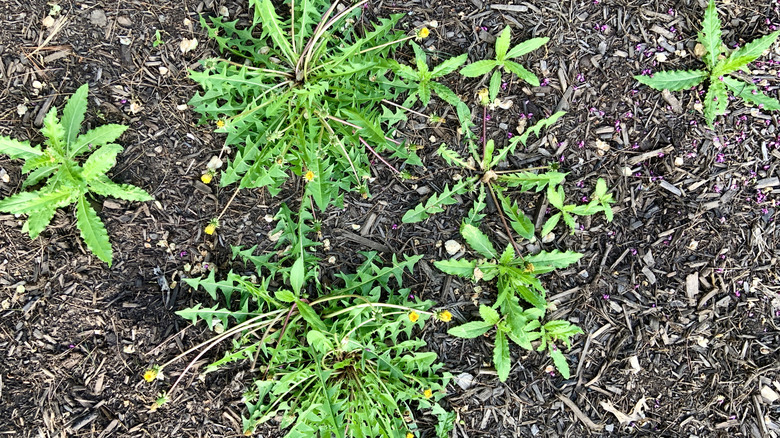 Weeds popping up in a garden