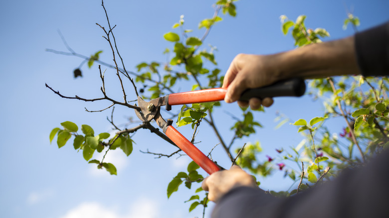 Hands holding pruning loppers cutting branches of an apple tree