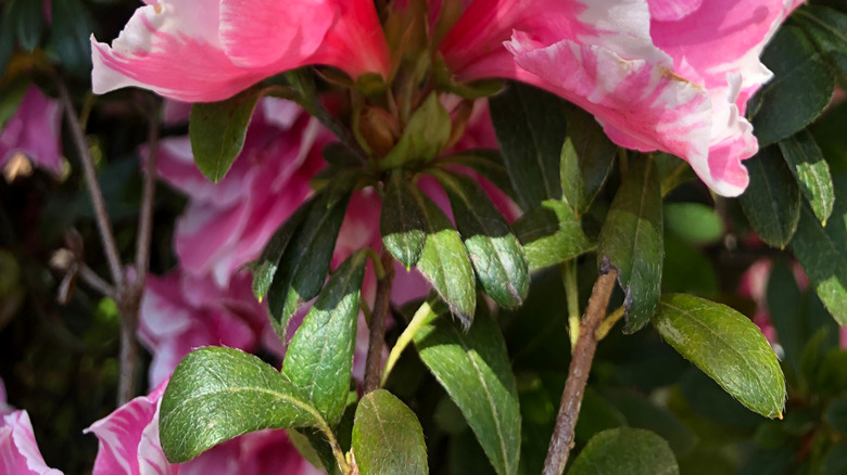 A cluster of rose pink Southern Indian azaleas in bloom.