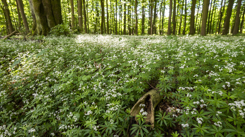 Blooming sweet woodruff grows across a forest floor.