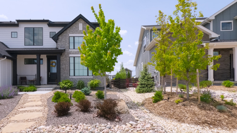 The front yards of suburban houses with planted gardens covered in mulch.