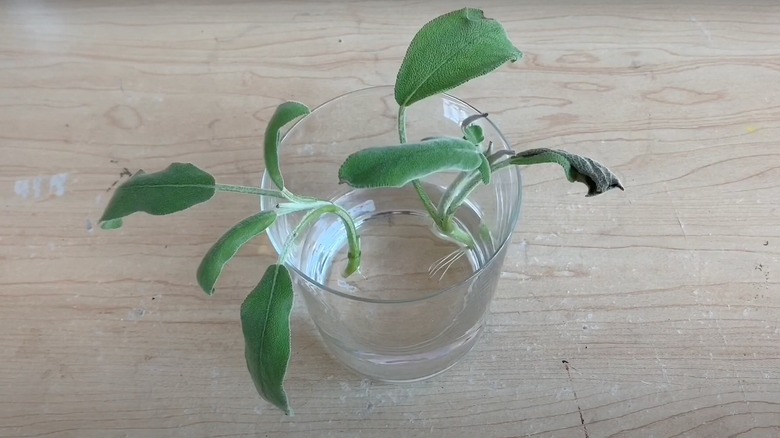 sage plant with roots in a glass of water