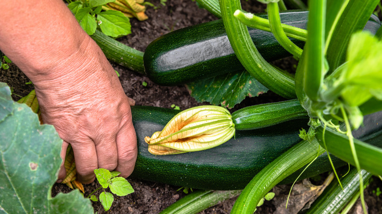 person picking zucchini in garden