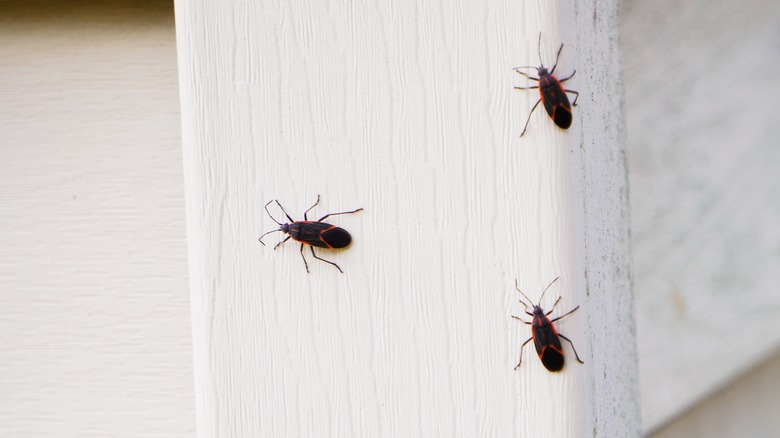 Boxelder bugs on house siding