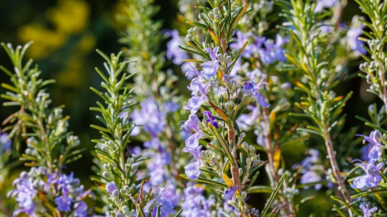 Rosemary herb with purple flowers in bloom