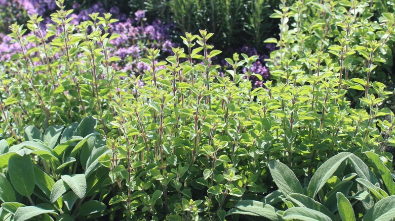 A variety of herbs in bloom