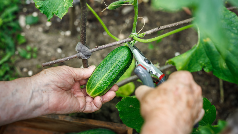 A person harvesting a green cucumber from the vine