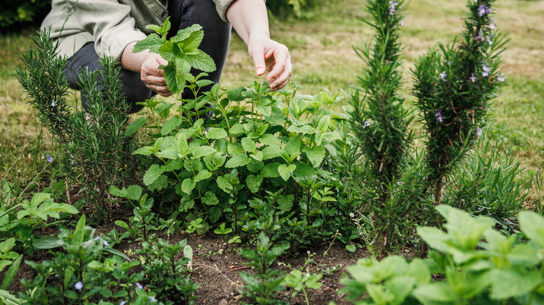 A woman harvesting herbs from a garden containing rosemary and other herbs