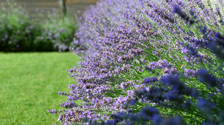 Close-up of a vibrant lavender shrub in a home garden.